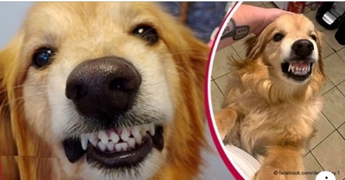Mann adoptiert Golden Retriever mit einem unangenehmen Lächeln vom Tierheim und sie schließen Freundschaft